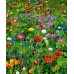 Bee Meadow Annual Mix 200g